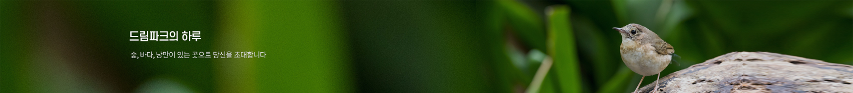 드림파크의 하루