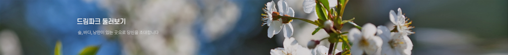 드림파크 둘러보기